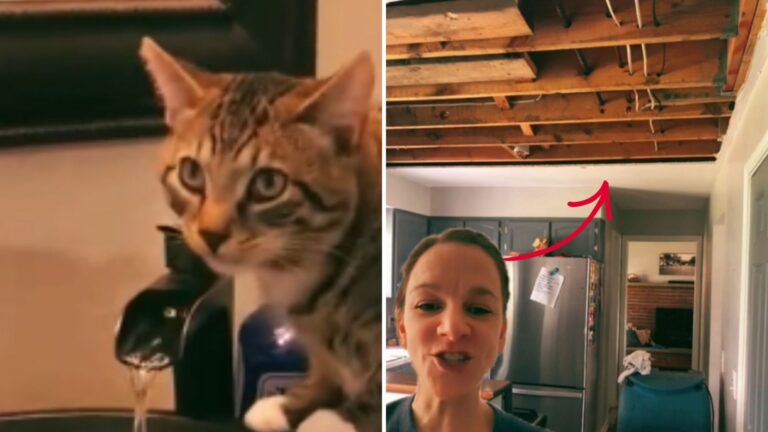 NY Cat Develops Strange Obsession With Bathroom Sink, Then Things Go Terribly Wrong