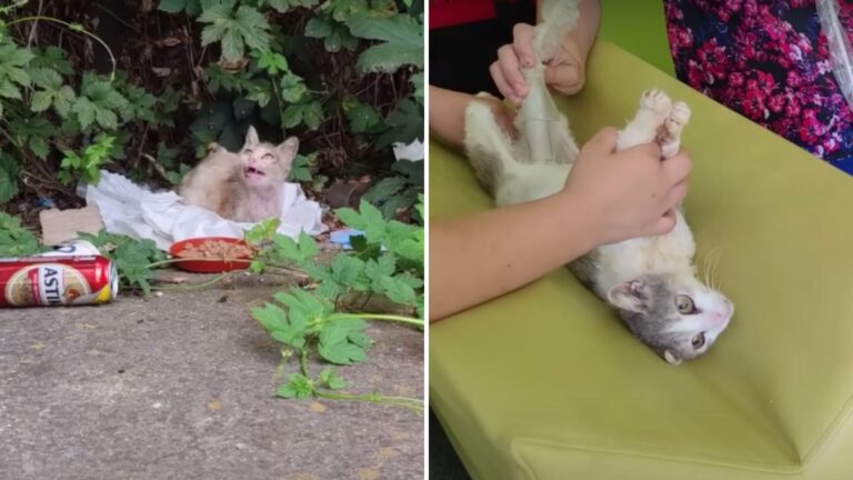 Cat Digging Through Trash In Georgia Leaves Rescuers Heartbroken After Vet’s Shocking Diagnosis