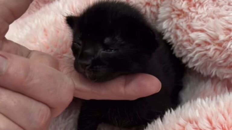 Cat Gives Birth In Las Vegas Yard, Then Disappears With Her Litter, Leaving One Behind