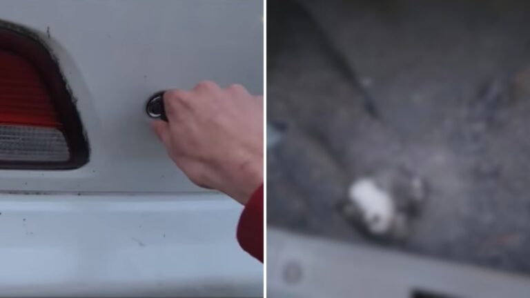NY School Worker Checks His Trunk For Stray Cat But Finds Something That Leaves Him Speechless