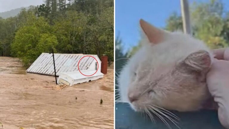 North Carolina Family Watches In Shock As Their Cat Floats Away On A Roof During The Flood