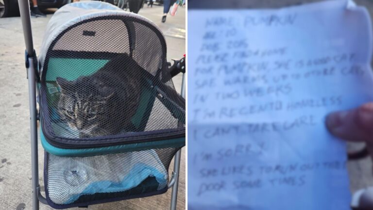 Someone Left A Baby Stroller In The Middle Of The Street In NY, The Scene Inside Broke Hearts