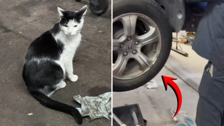 Workers At NY Tire Shop Found Cat In A Tire But Nothing Prepared Them For What They Saw Next