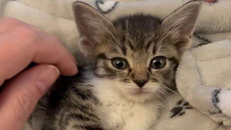 Pennsylvania Team Saves Feral Cat With Four Kittens, Then Notice One Looks Completely Different