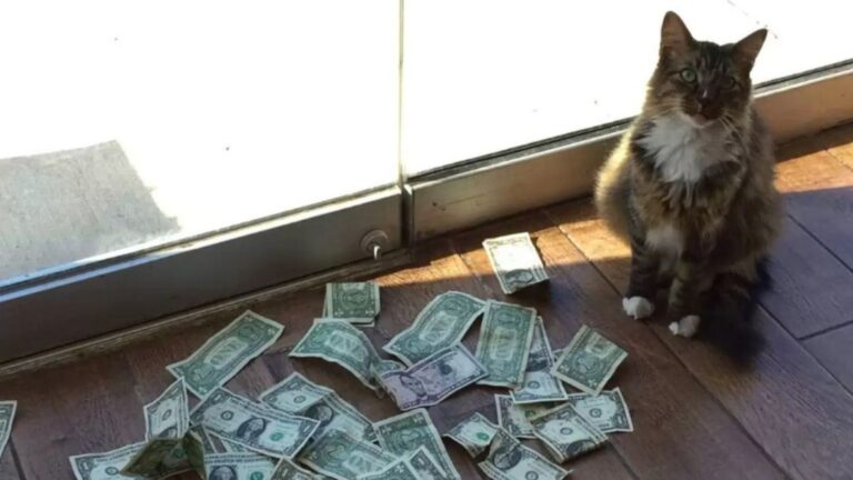 This Oklahoma Cat Is Obsessed With Money And You Won’t Believe How He Swipes Cash From People