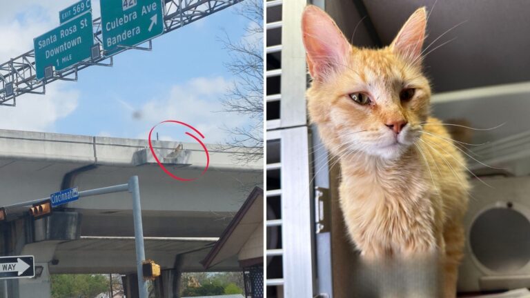 Cat Stranded On Texas Highway Overpass Sparks A Tense Rescue With A Heartwarming Ending