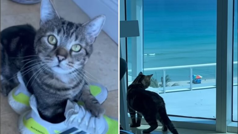 Cat Called ‘Number 698’ Gets Rescued From Oklahoma Toxicity Lab, Now Watch Him Discover Life