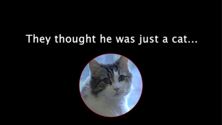 Rhode Island Cat Makes Headlines For His Uncanny Ability To Sense What No One Else Can