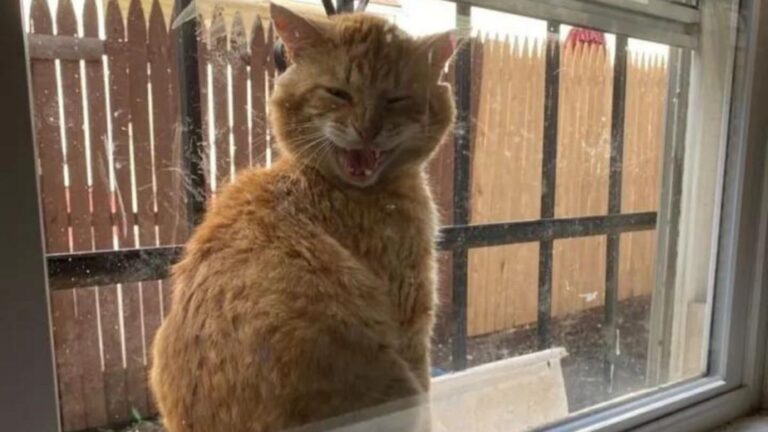 Cat Shows Up On Girl’s Windowsill In Brooklyn And Starts Meowing In Panic, Then She Realizes Why