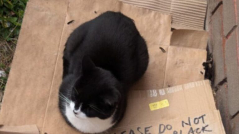 Ohio Man Sees Sad ‘Stray’ Cat Sitting In Dirt, Then A Note Besides Her Leaves Him Stunned