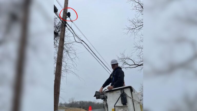 Cat Found Stuck On Utility Lines In New Jersey Just Before Heavy Rain Hits