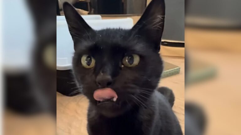 Rescue Cat’s Cross-Country Journey To Colorado Ends With A Heartwarming Miracle