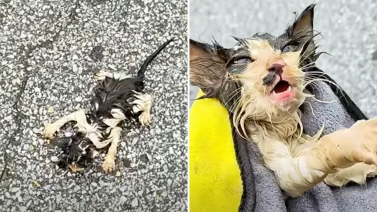 Ohio Man Stumbles Upon Lifeless Kitten Lying On The Road And Takes Immediate Action