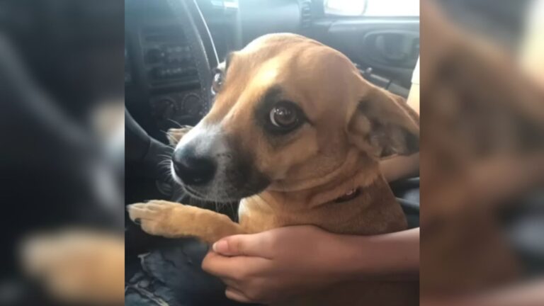 Virginia Woman Can’t Walk Away When She Sees A Lonely Abandoned Puppy Chained In Backyard