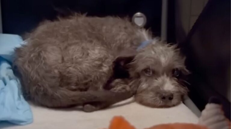 Too Scared At LA Shelter, Dog Went To Foster Home, But Then Something Heartbreaking Happened