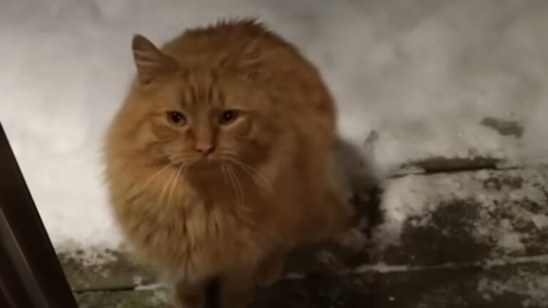Michigan Man Spends A Year Earning A Stray Cat’s Trust, And The Result Will Melt Your Heart