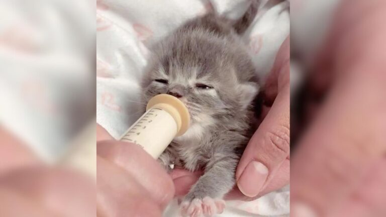 10-Day-Old Kitten Found Struggling On California Streets Now Sleeps Warm And Loved Every Night