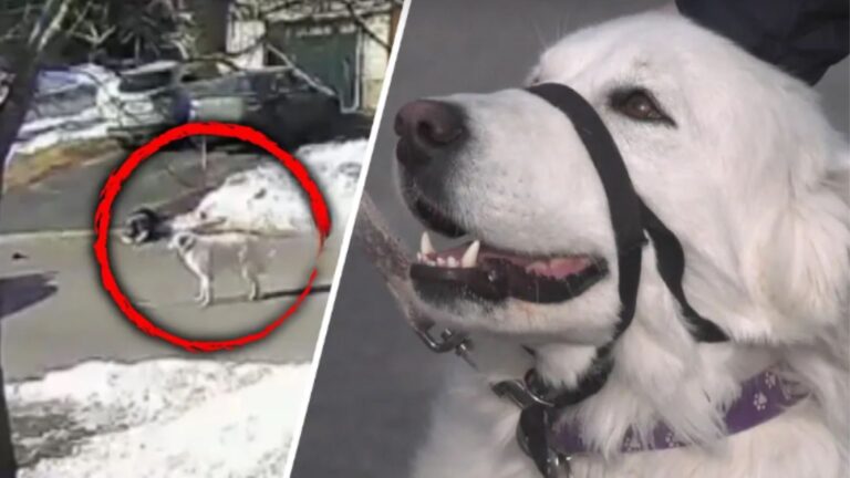 Oregon Woman Collapses On The Street During A Seizure, Then Her Dog Does Something Unbelievable