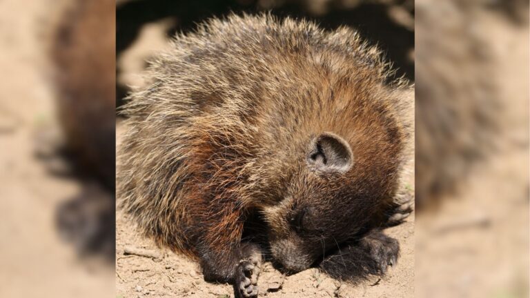 Pennsylvania Family Watches Motionless Woodchuck In Their Yard For Days, Then It Suddenly Moves