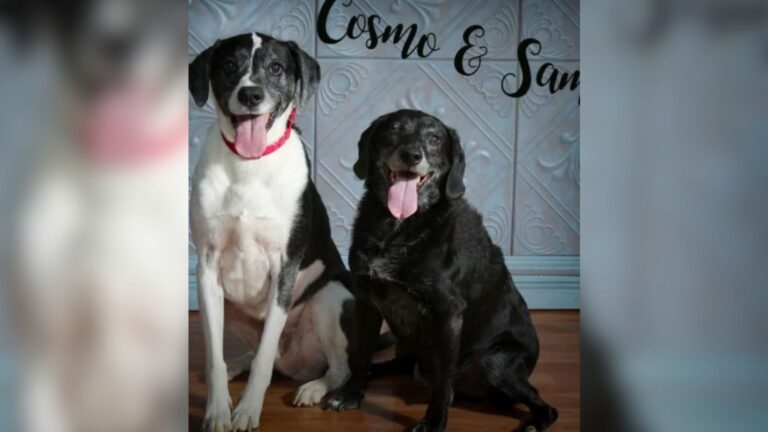 Indiana Man Decides To Euthanize His Two Dogs For The Most Unthinkable Reason