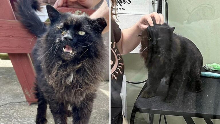 South Jersey Cat Abandoned After Owners Move Away Is ‘No Longer Forgotten’