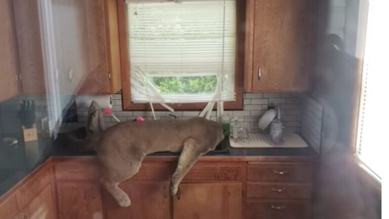 Washington Man Watches In Horror As Cougar Jumps Through Screen Door Straight Into His Home