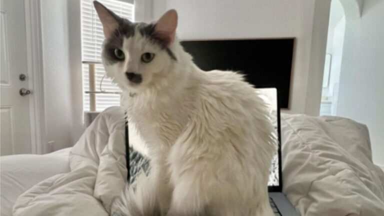 Couple Adopts “The Angriest Cat” From Arizona Shelter And Their Approach Works Magic