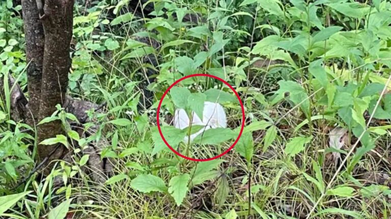 Illinois Couple Hears Something In The Bush And Catches A Glimpse Of Something Strange