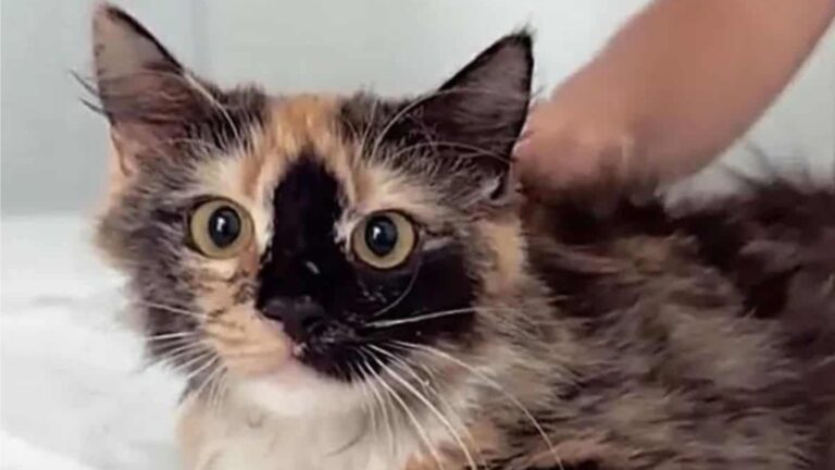 Florida Couple Takes In A Stray Cat Only To Discover They Already Have Someone Related To Her