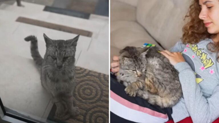 Ohio Couple Feeds A Stray Cat That Came To Their Door, Then Realize Something Heartbreaking