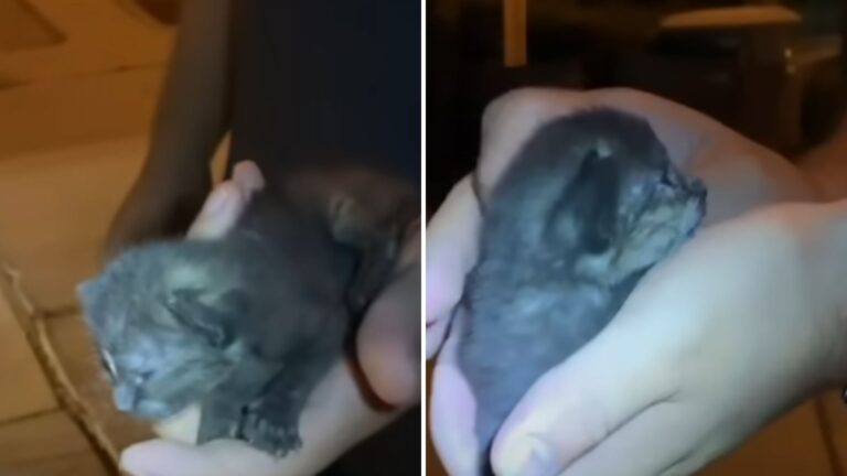 Florida Couple’s Night Out Takes Unexpected Turn When They Find Tiny Kitten On The Edge Of Life