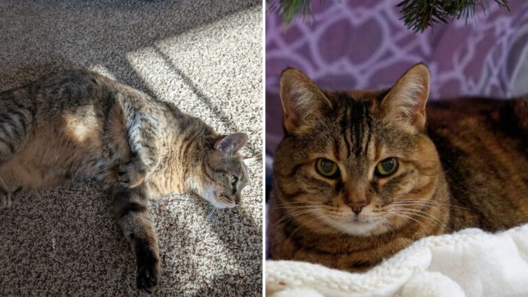 Denver Couple Notices Their Cat Limping, Then X-Ray Reveals Something They Weren’t Ready For