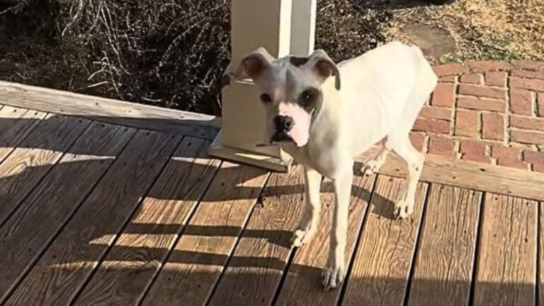 Tennessee Couple Finds Skinny Boxer Puppy On Their Porch And Can’t Ignore The Plea In His Eyes