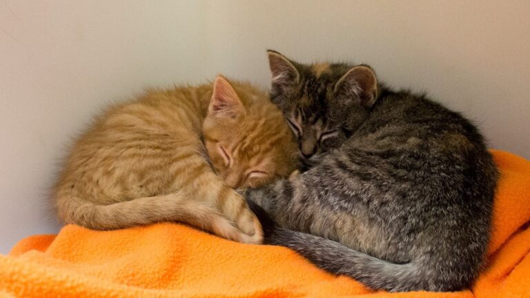 Wisconsin Couple Adopts A Kitten Who Won’t Stop Crying, Then They Finally Understand Why