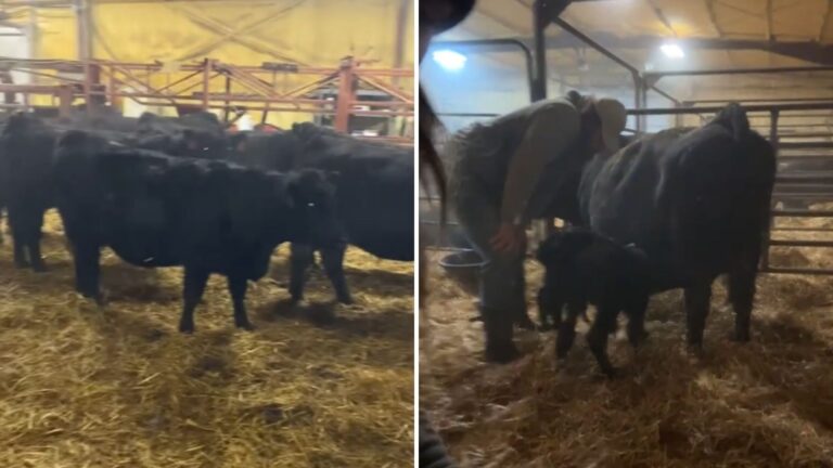 South Dakota Farmer Goes To Check On Animals Only To Discover ‘1-in-179-Million Miracle’