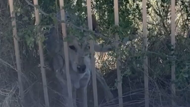 Arizona Woman Spots A ‘Coyote’ In Her Yard Only To Learn It’s Not What She Thought