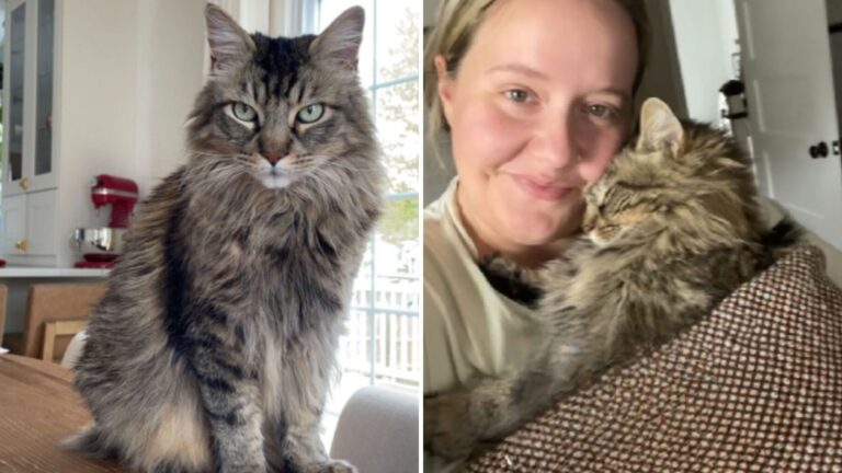 Missouri Woman Adopts A Bullied Shelter Cat Only To Discover He’s Nothing Like Other Cats