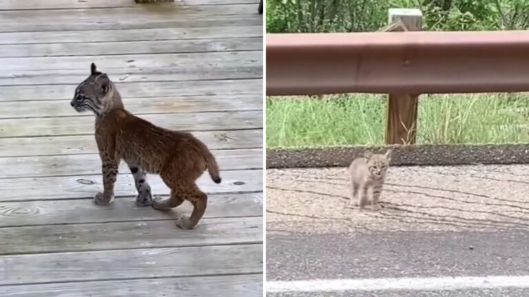 Crying Bobkitten Shows Up In Florida Yard Trying To Get Family’s Attention For Something Urgent
