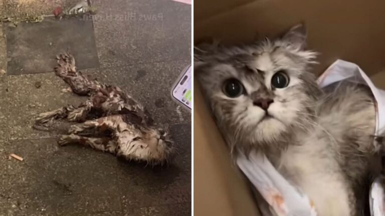 Cat Crawling From The Bushes In Desperate Attempt To Seek Help Collapses On The Road In Ohio