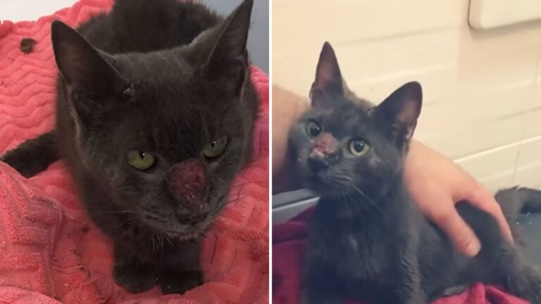 Desperate Cat Begs For Mercy On Texas Streets But Faces Nothing But Rejection Again And Again