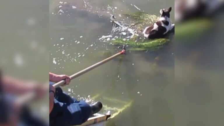 Arizona Local Sees Shopping Cart In Water And Freezes When He Realizes Someone’s Clinging To It