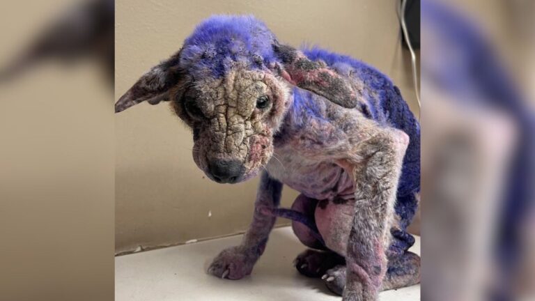 Texas Dog Covered In Scabs And Purple Substance Has No Idea He’s About To ‘Get The Good Life’