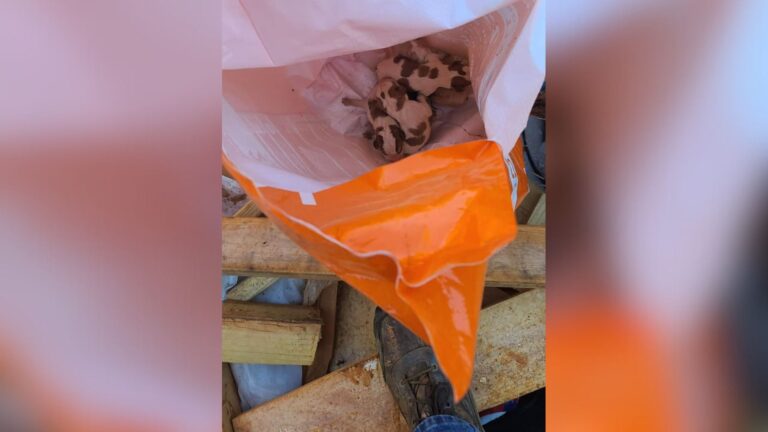 Virginia Construction Worker Spots Dog Food Bag In Dumpster And Freezes At What’s Inside