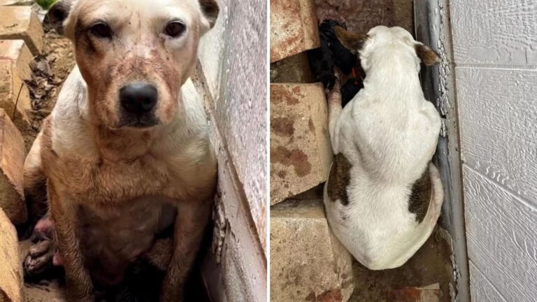 Texas Resident Sees Dog Stuck In Muddy Pit, Then Notices Something Heartbreaking Beside Her