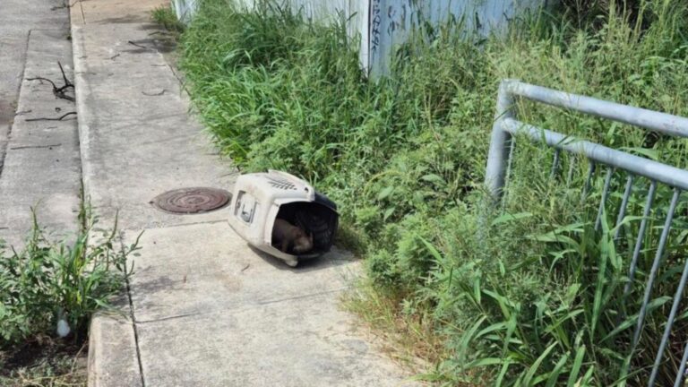 Texas Local Walks Past A Plastic Crate Left In Scorching Heat And Chooses To Take A Closer Look