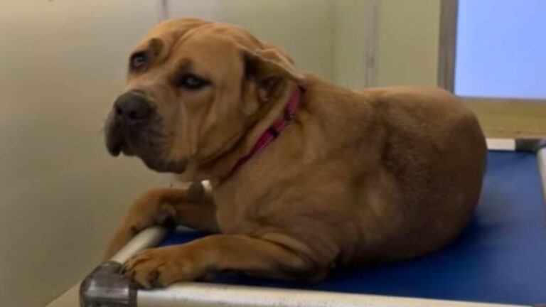 Heartbroken Dog Is ‘Shutting Down’ After 2 Years In PA Shelter, Wondering Why No One Picks Her
