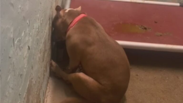New Jersey Dog Left Shaken And Heartbroken After The Only Family She Knew Gives Her Up