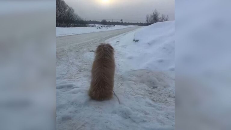 She Was Left Tied To A Fence In Freezing New York And Still Believed Her Human Would Come Back