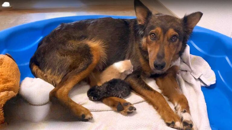 Arizona Rescue Dog Lost Her Puppies, But Watch What Happened When She Met Orphaned Kittens
