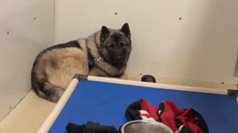 Pennsylvania Dog Rescued From Breeder Trembles In His Kennel, Doesn’t Know He’s Finally Safe